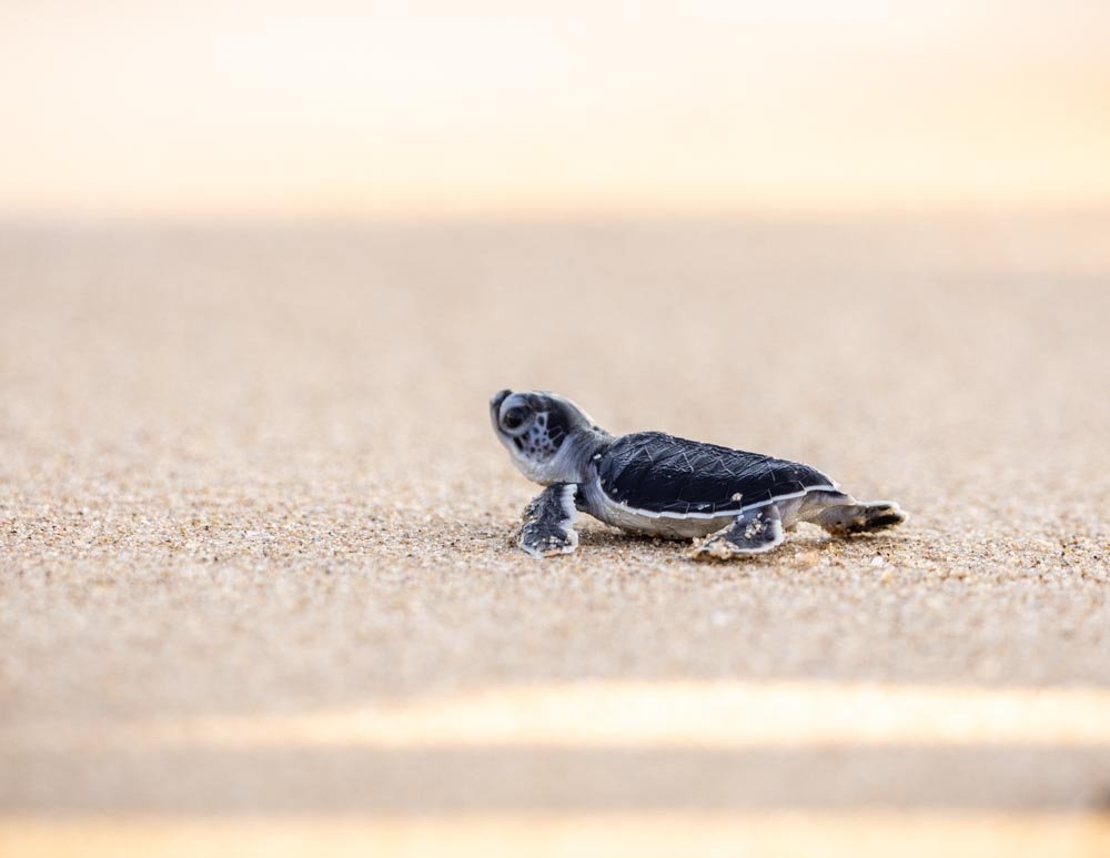 Une nuit mémorable à  Ras Al Jinz: Observations des tortues